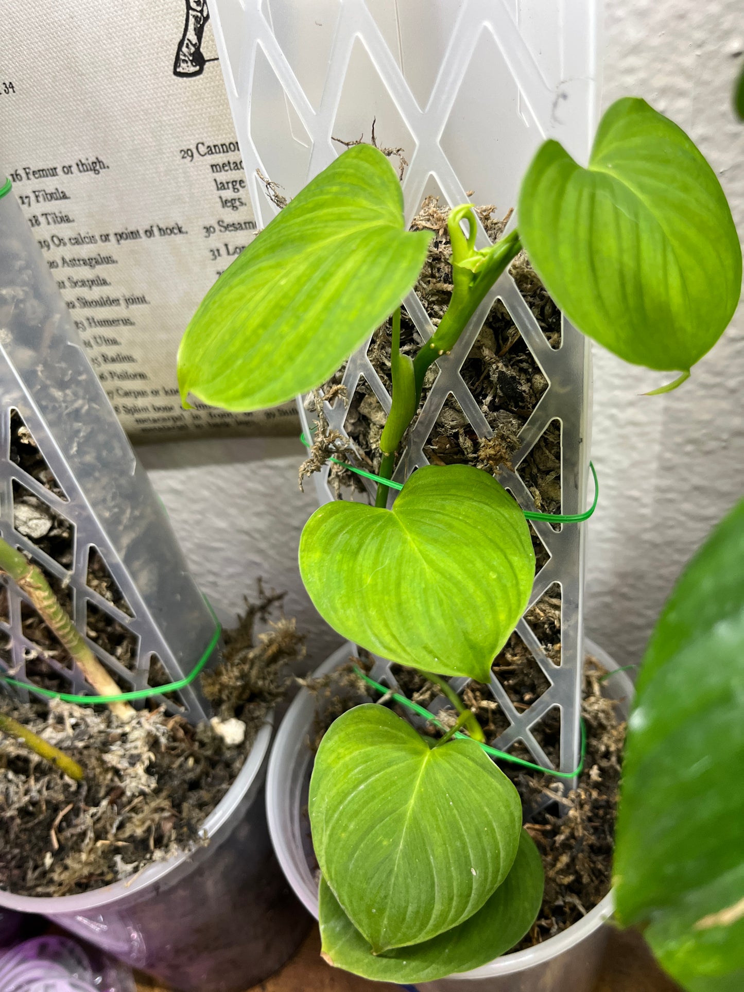 Philodendron Fibraecataphyllum