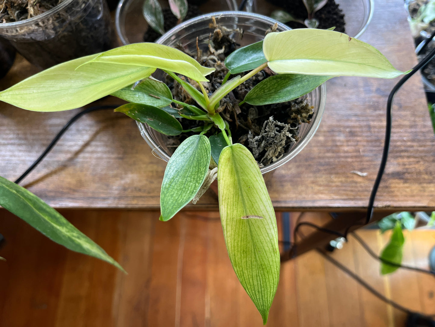 Philodendron "Florida Ghost"