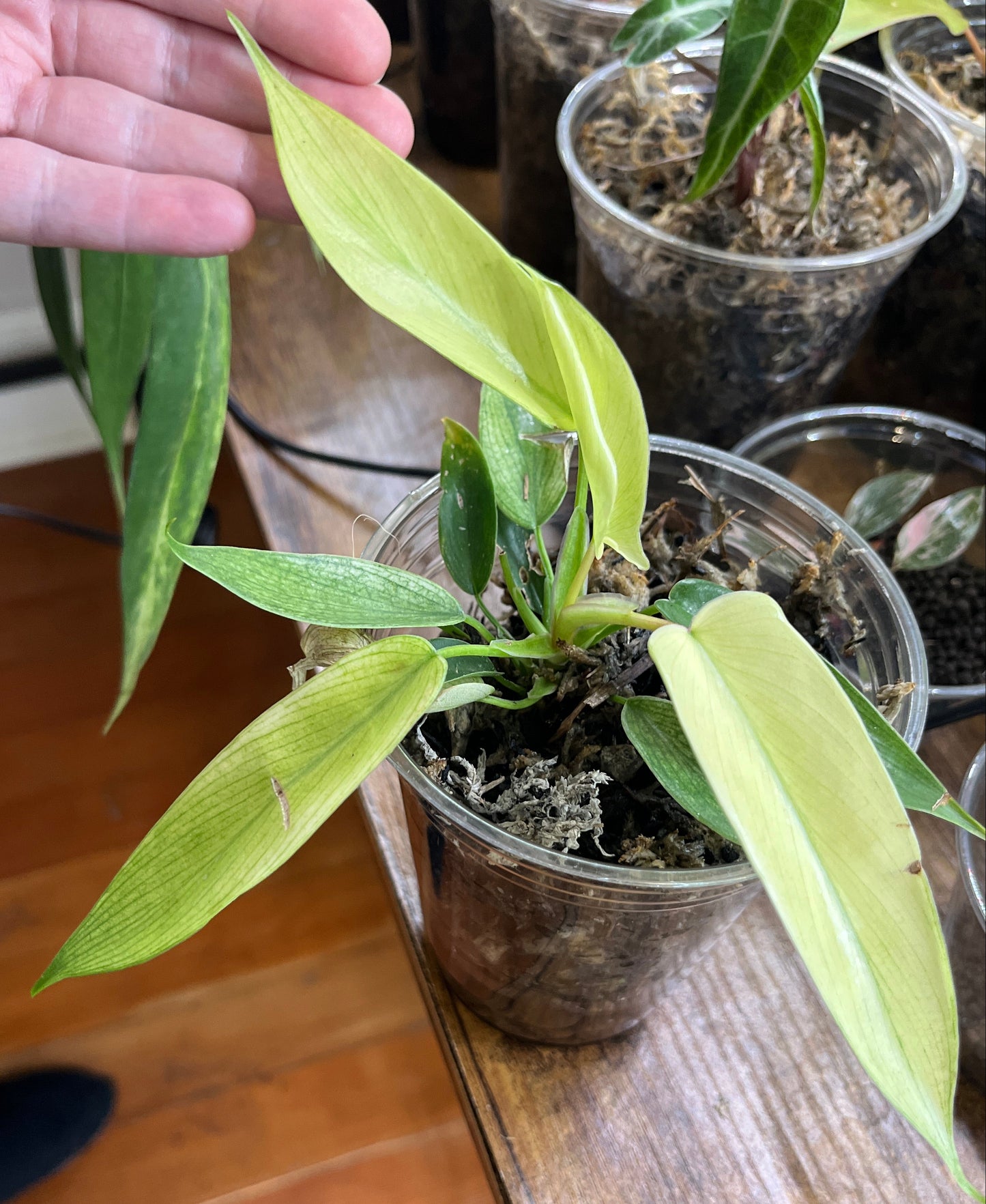 Philodendron "Florida Ghost"