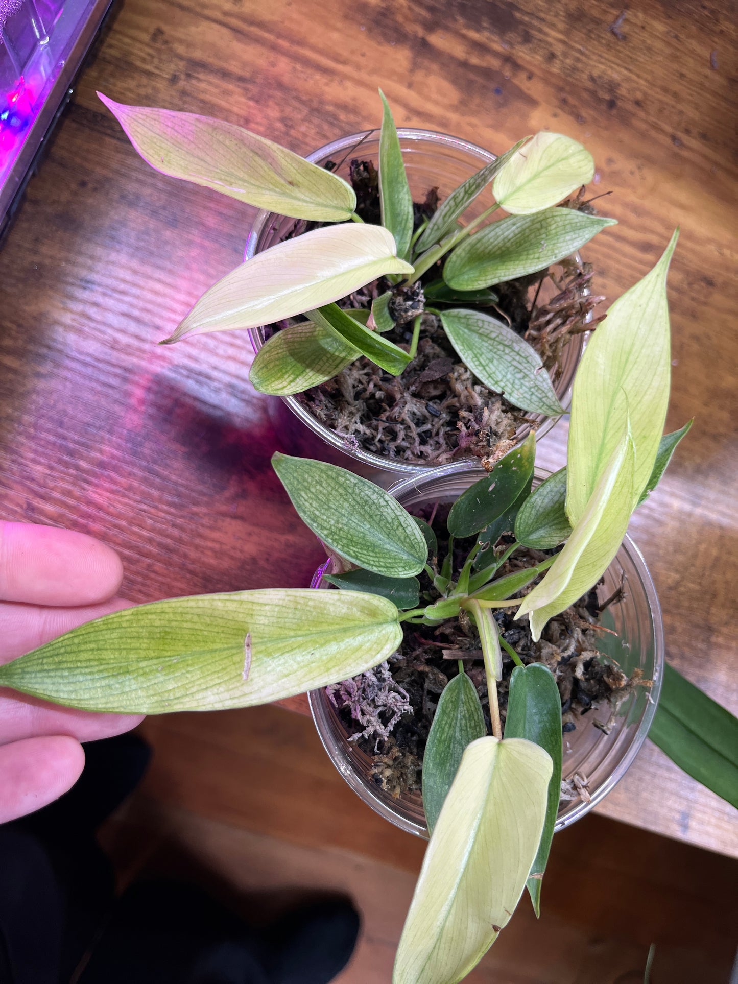 Philodendron "Florida Ghost"