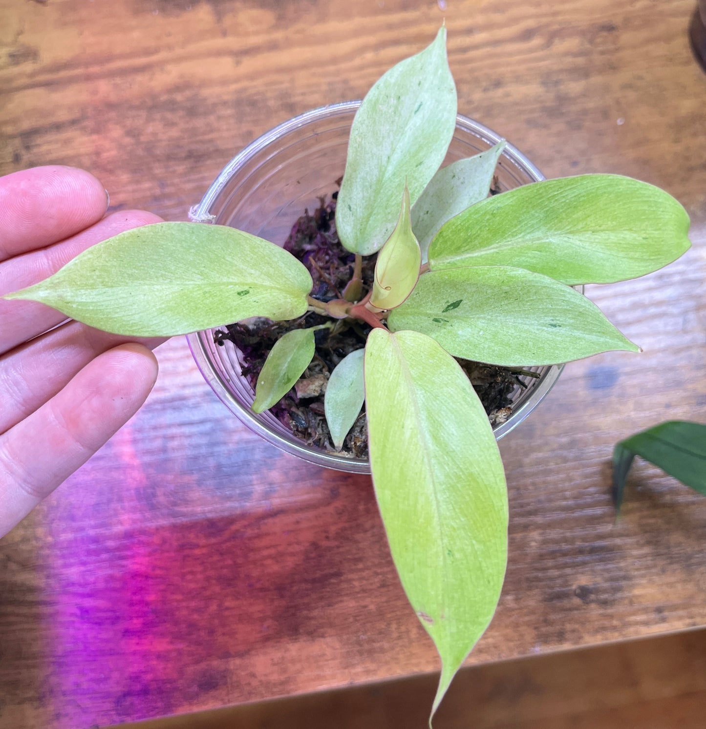 Philodendron "Snowdrift" Small