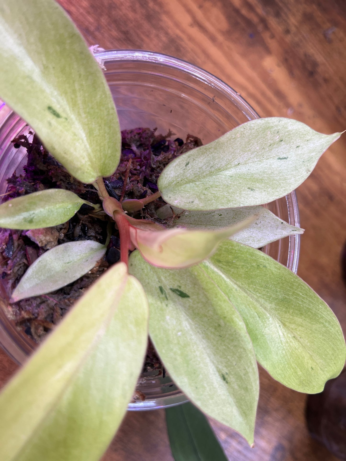 Philodendron "Snowdrift" Small