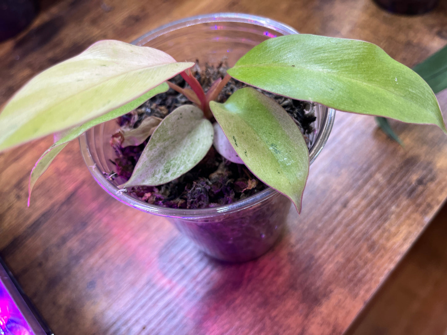 Philodendron "Snowdrift" Small