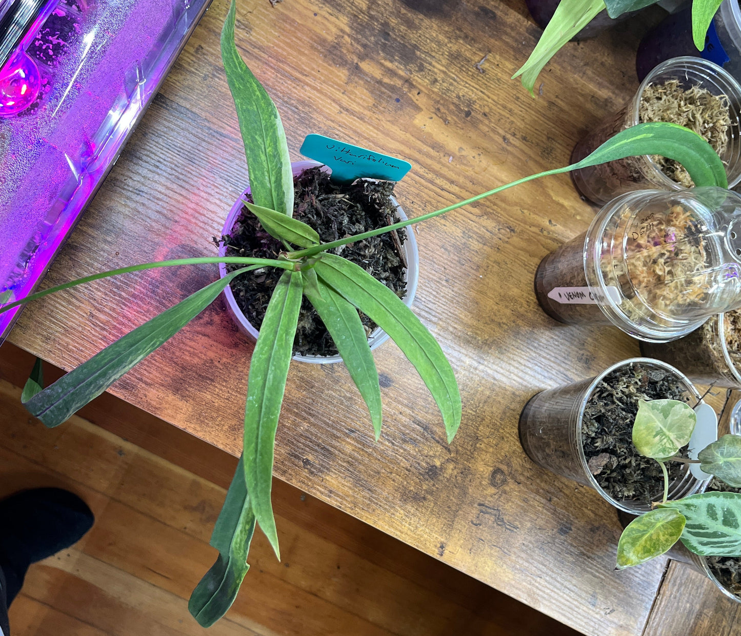 Anthurium vittarifolium variegated
