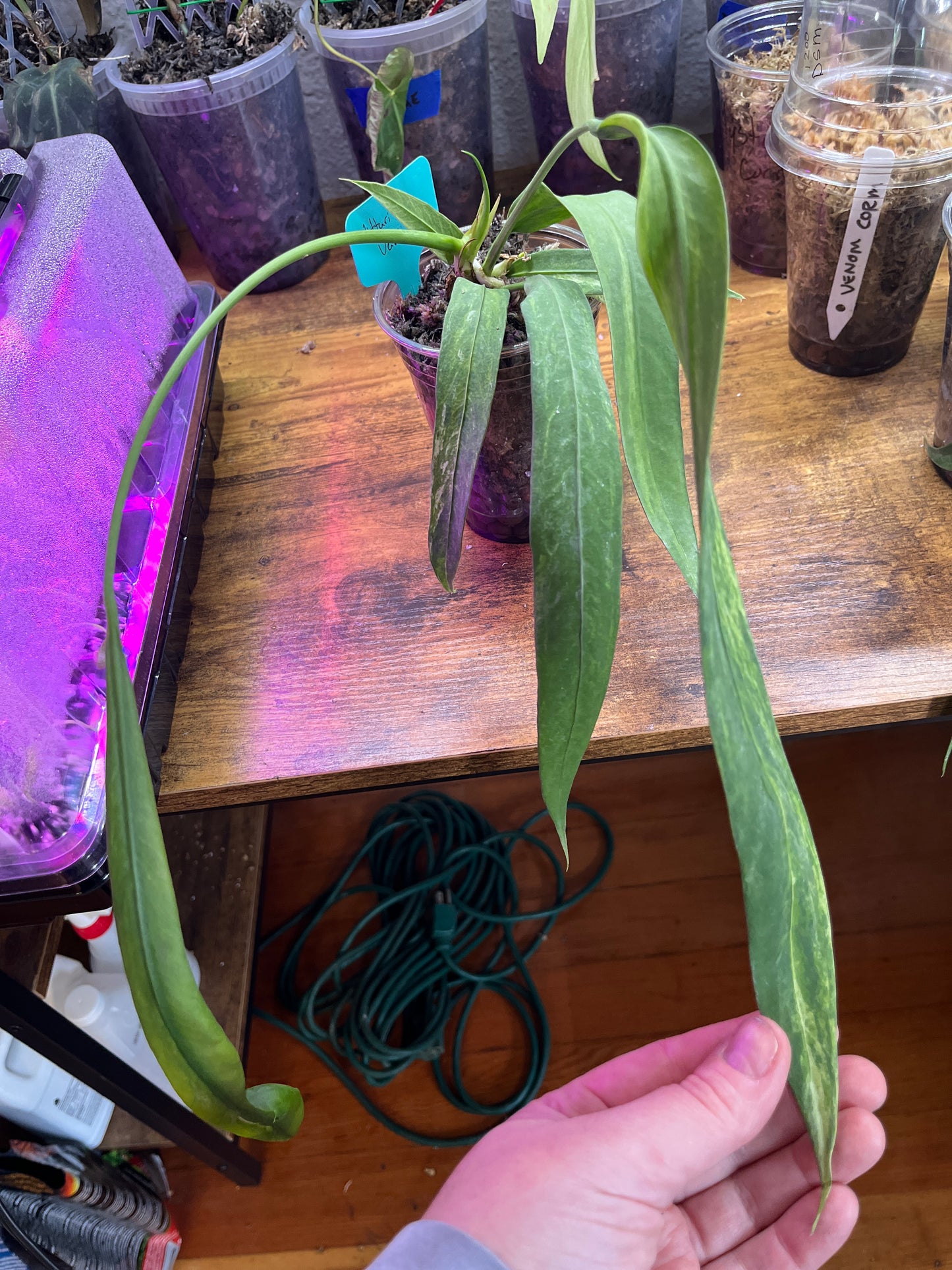 Anthurium vittarifolium variegated