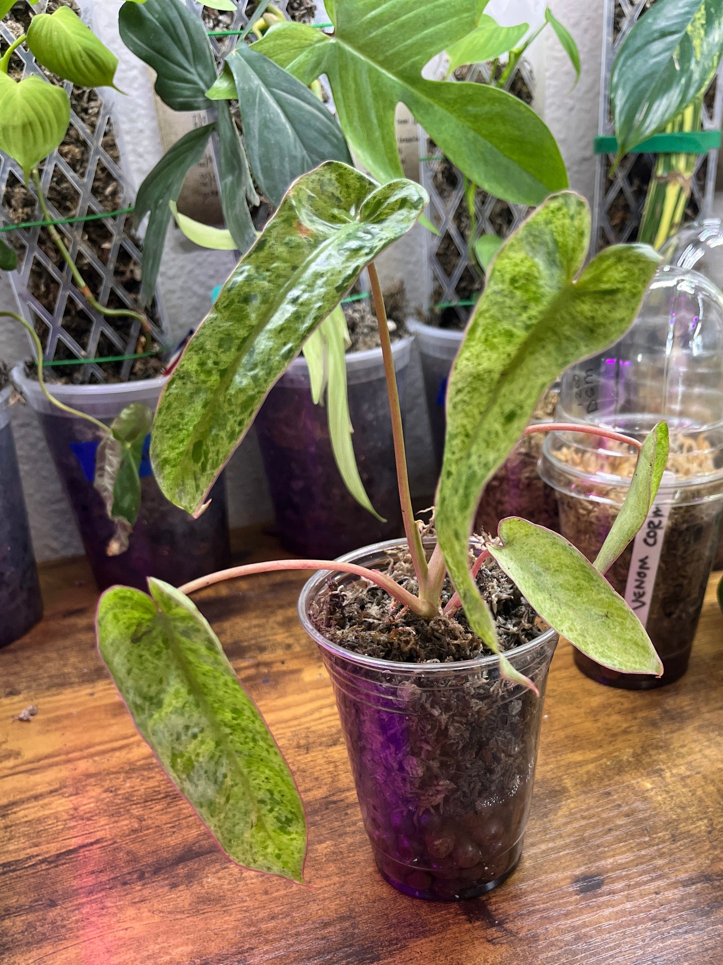 Philodendron Paraiso Verde small