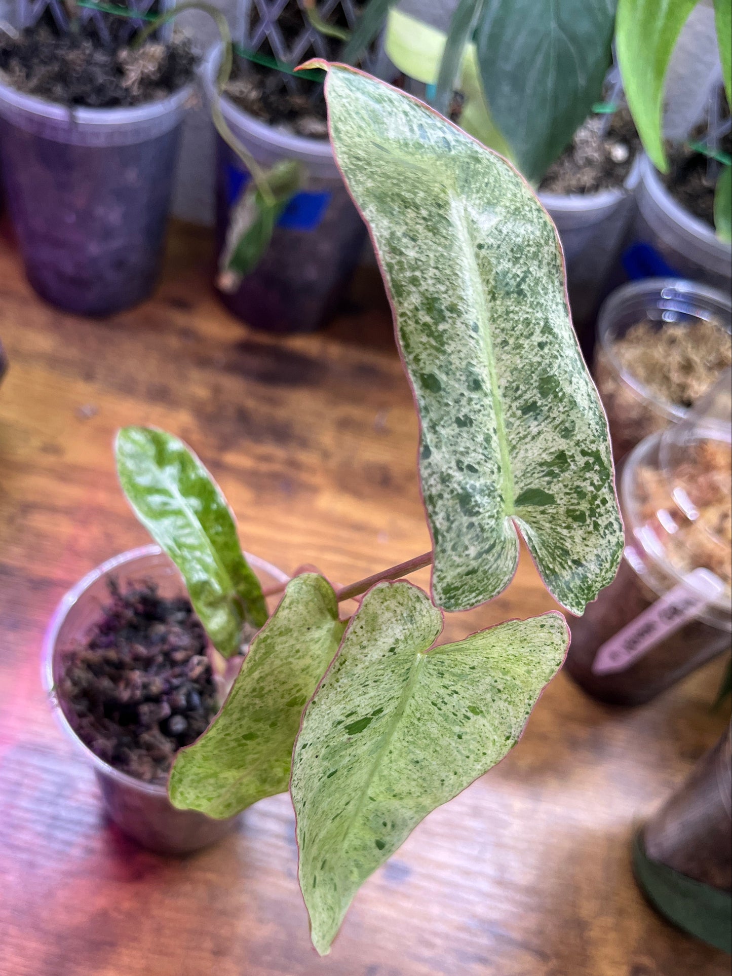 Philodendron Paraiso Verde small