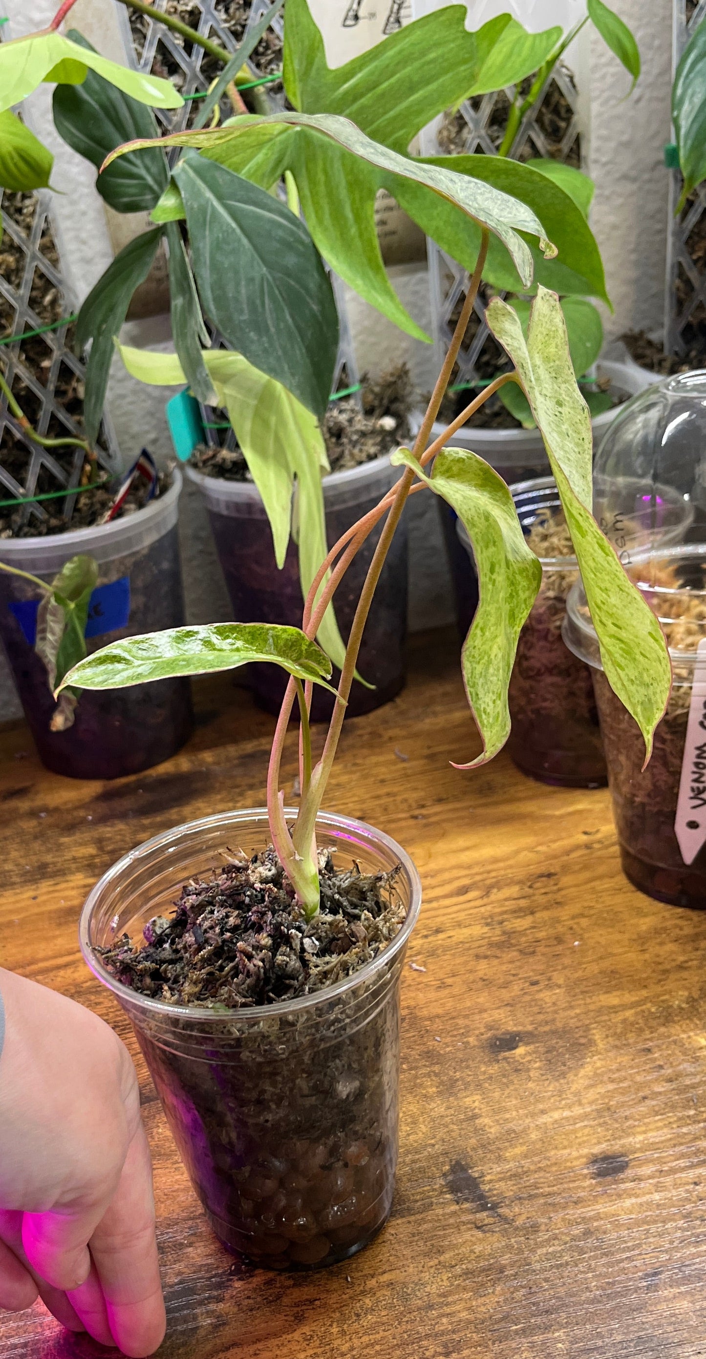 Philodendron Paraiso Verde small