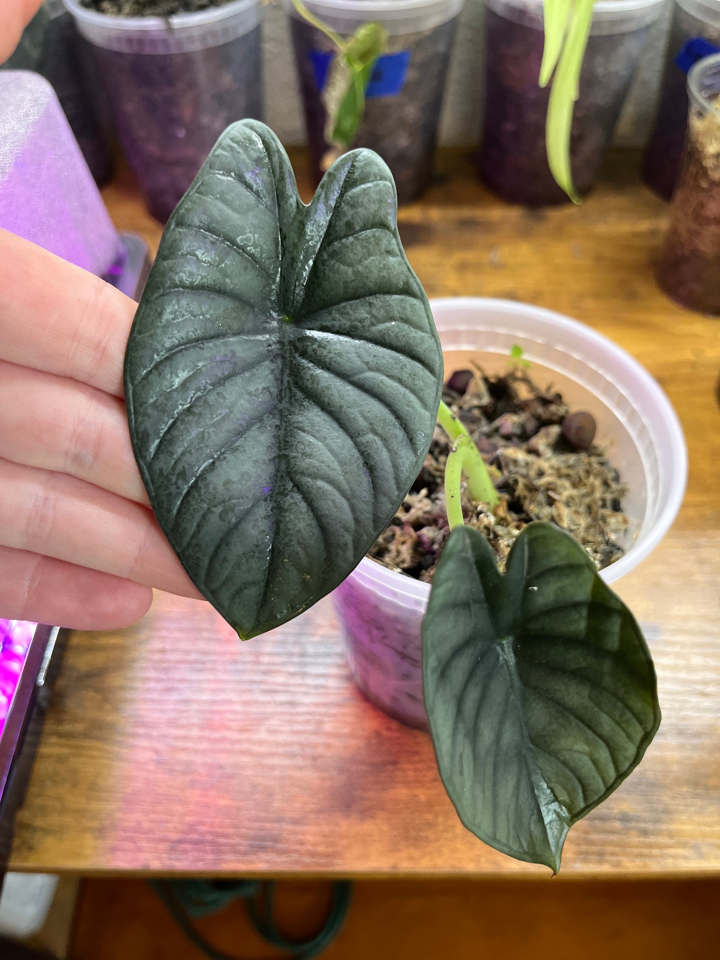 Alocasia Nebula "Imperialis"