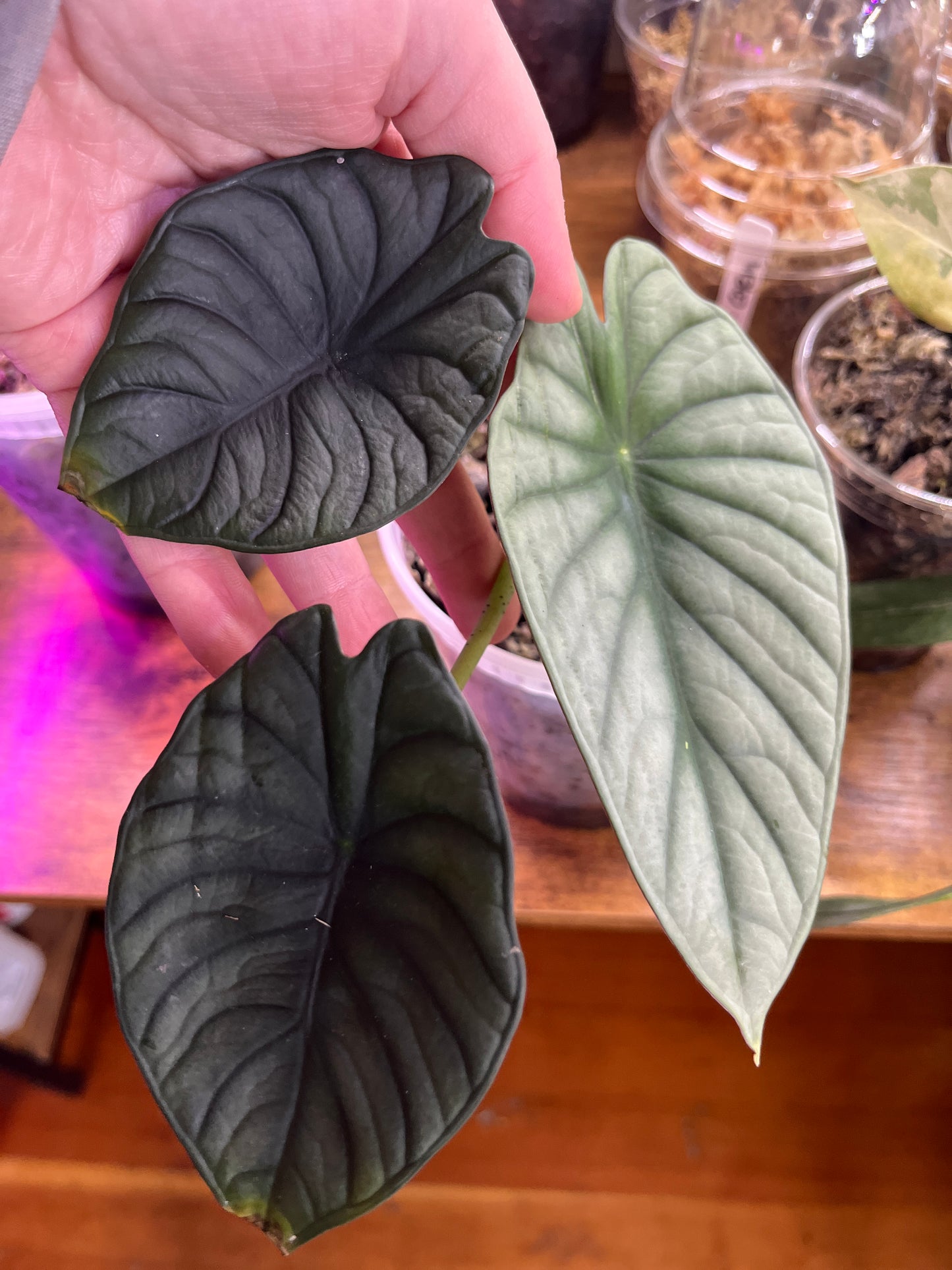 Alocasia Nebula "Imperialis"