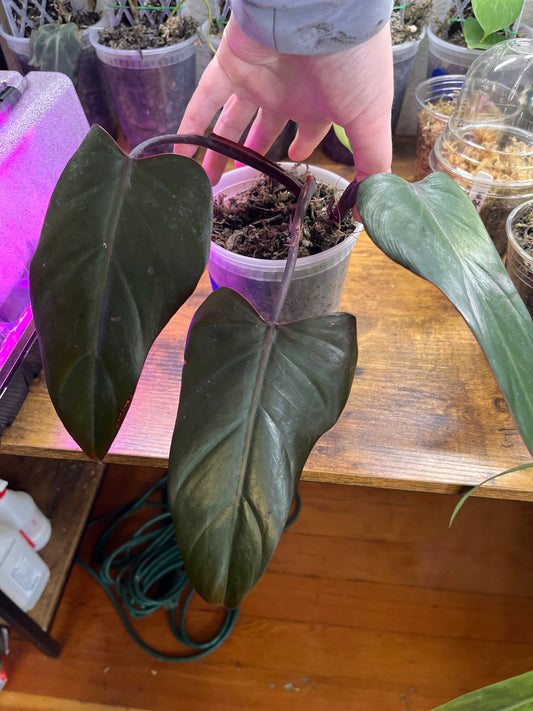 Philodendron Dark Lord