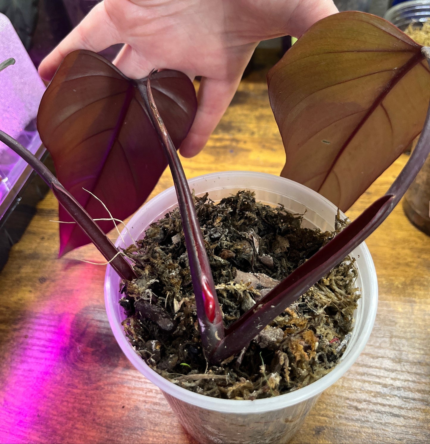 Philodendron Dark Lord