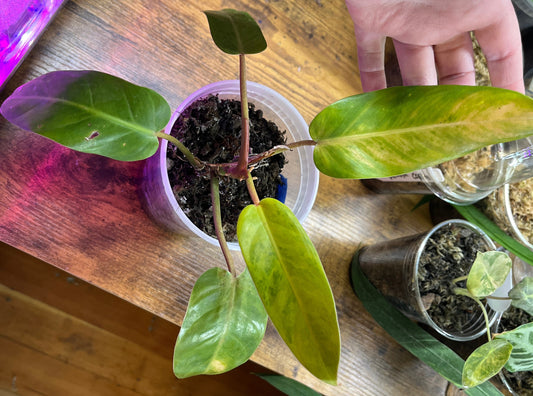 Philodendron Goldiana