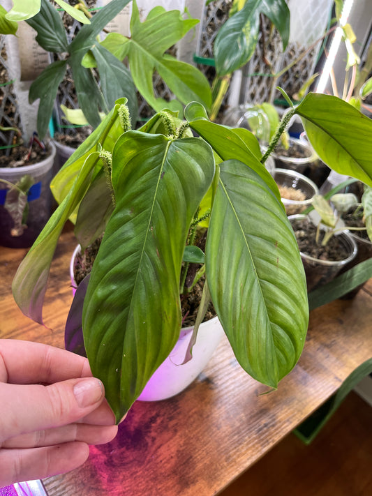 Philodendron Genevievianum