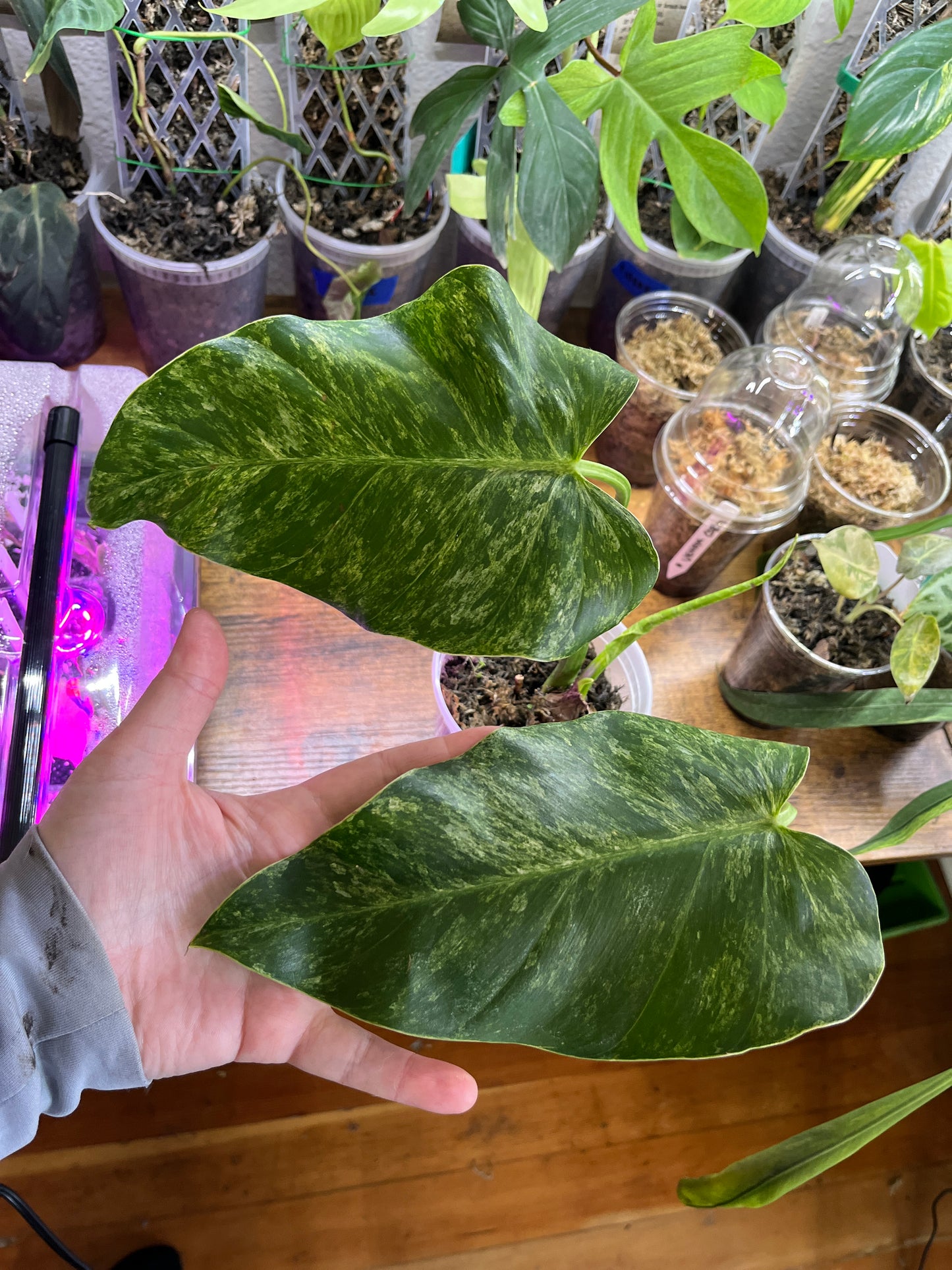 Philodendron Giganteum (variegated form)