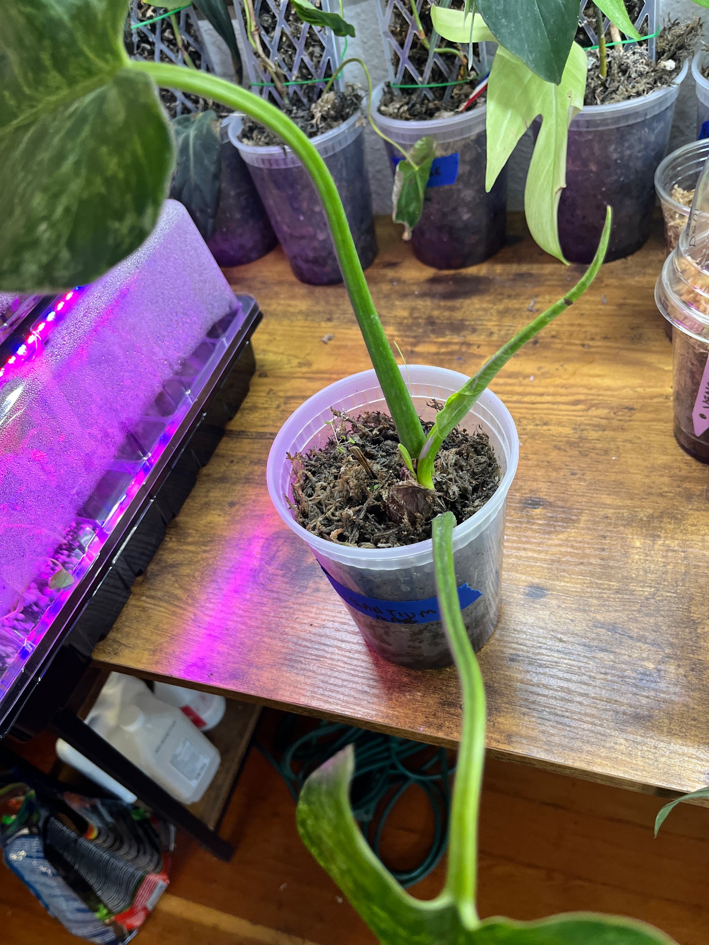 Philodendron Giganteum (variegated form)