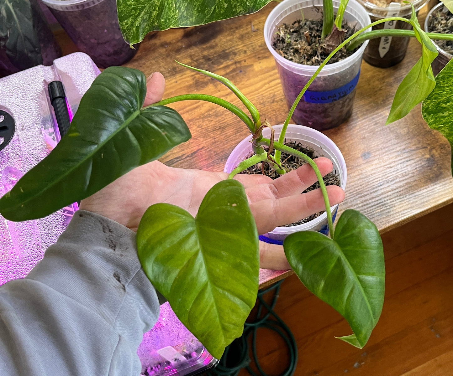 Philodendron deflexum