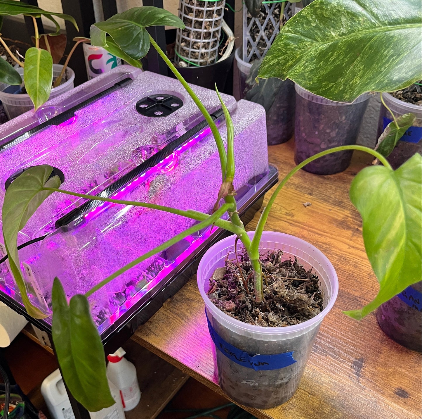 Philodendron deflexum