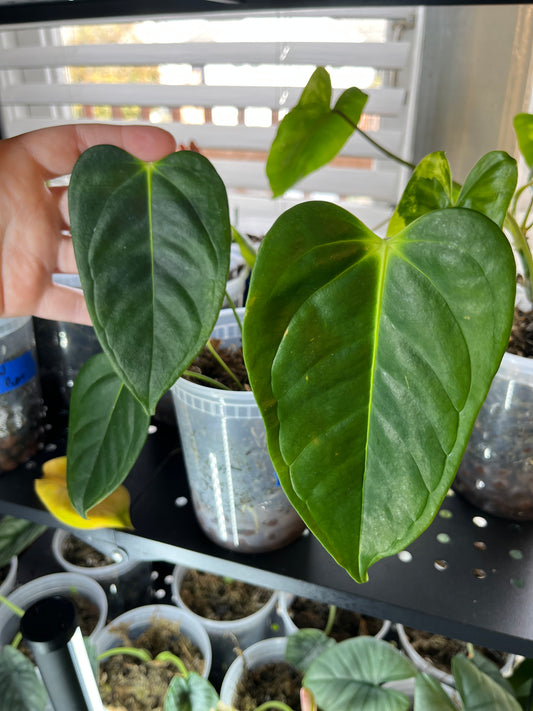Anthurium Veitchii x Esmeraldense