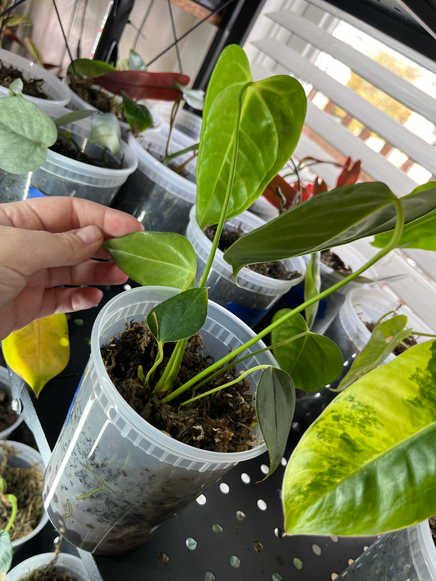 Anthurium Veitchii x Esmeraldense