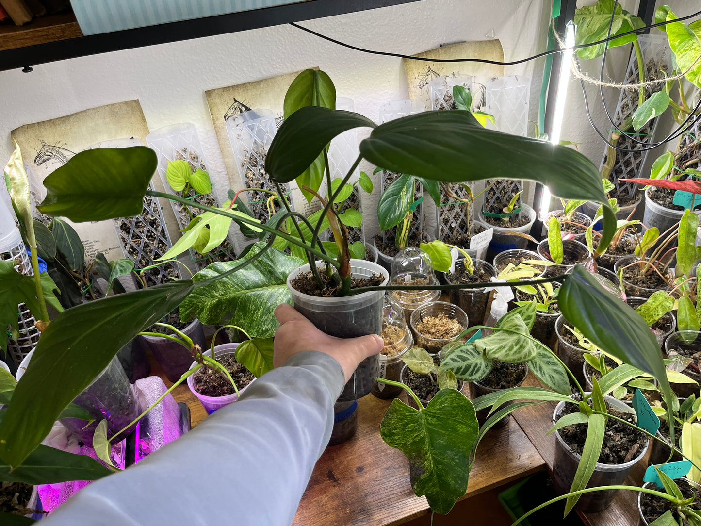 Philodendron Asplundii