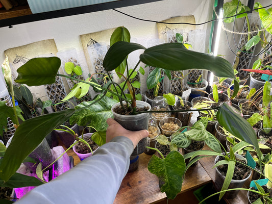 Philodendron Asplundii