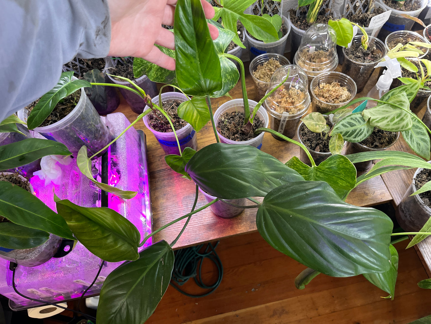 Philodendron Asplundii