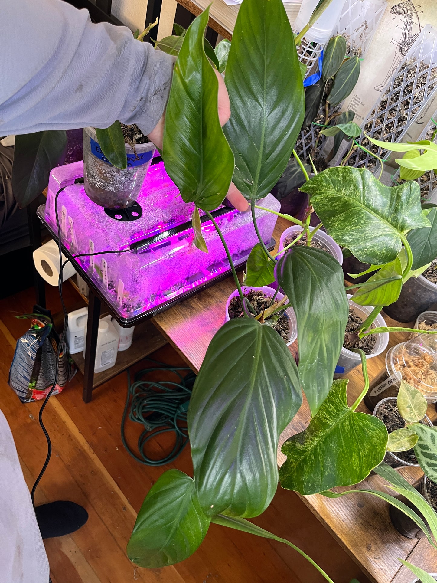 Philodendron Asplundii