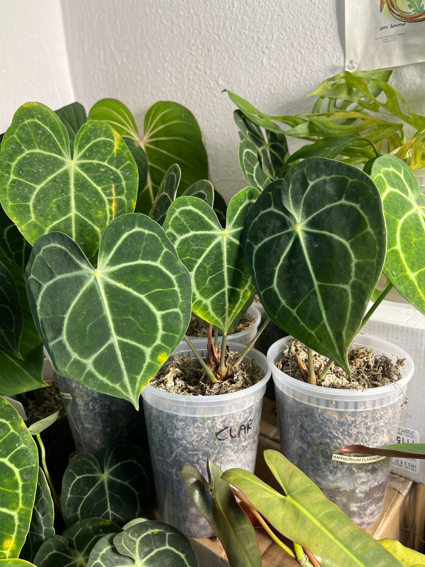 Anthurium Clarinervium