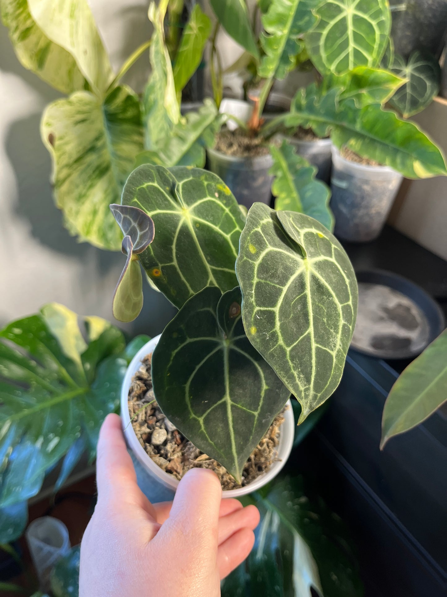 Anthurium Clarinervium