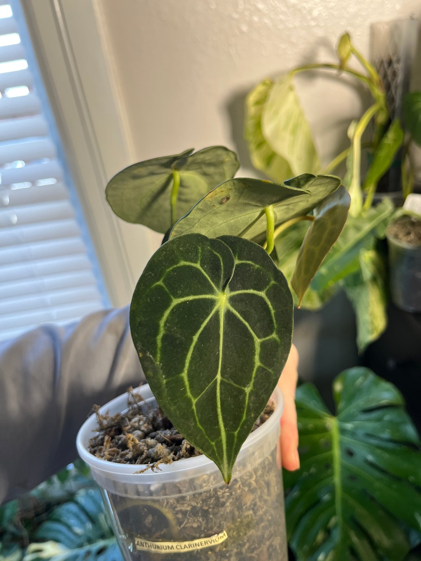 Anthurium Clarinervium