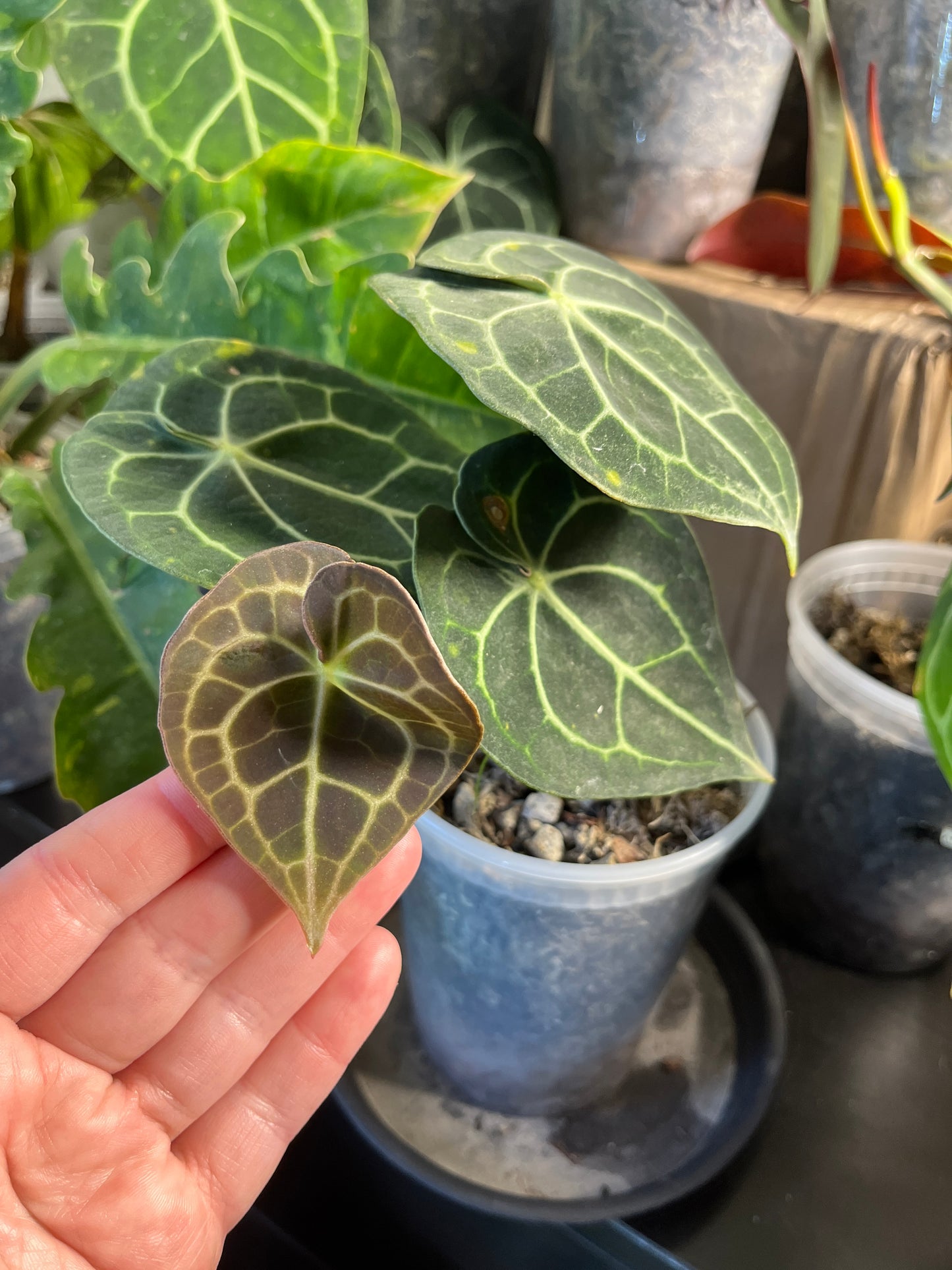 Anthurium Clarinervium