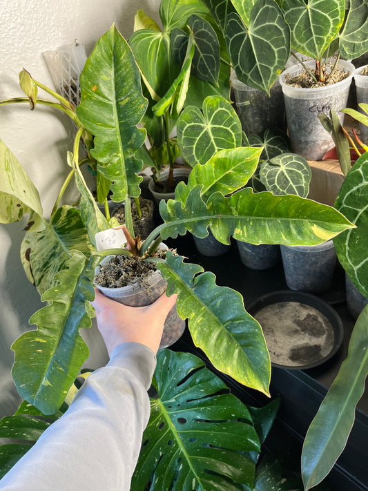 Philodendron Ring of Fire