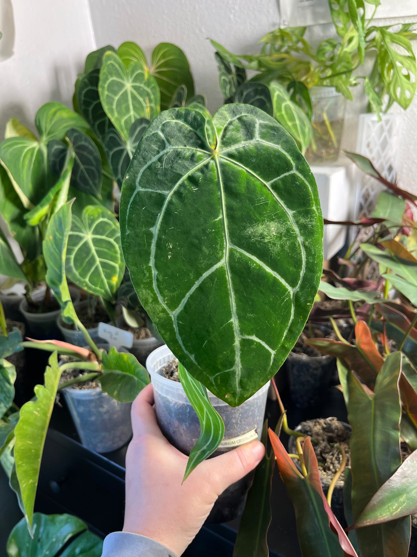 Anthurium Crystallinum