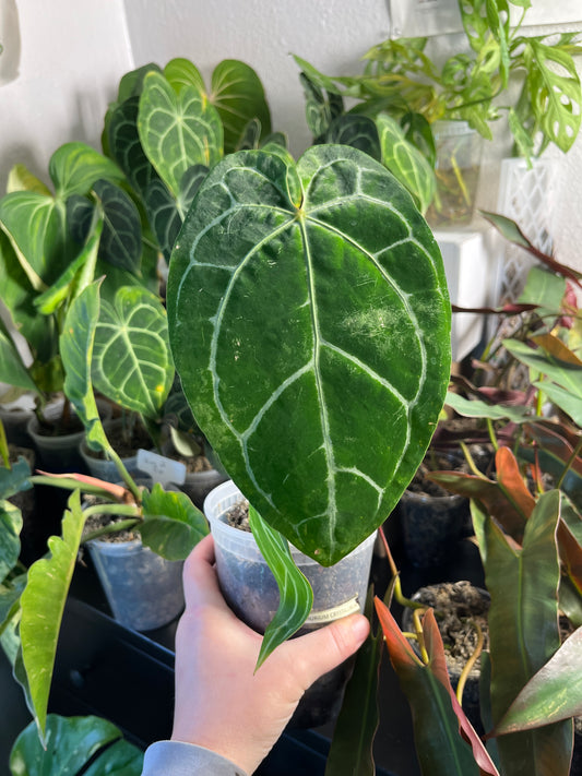 Anthurium Crystallinum