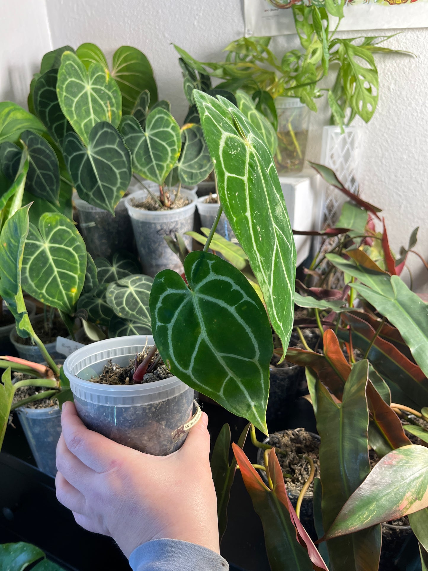 Anthurium Crystallinum