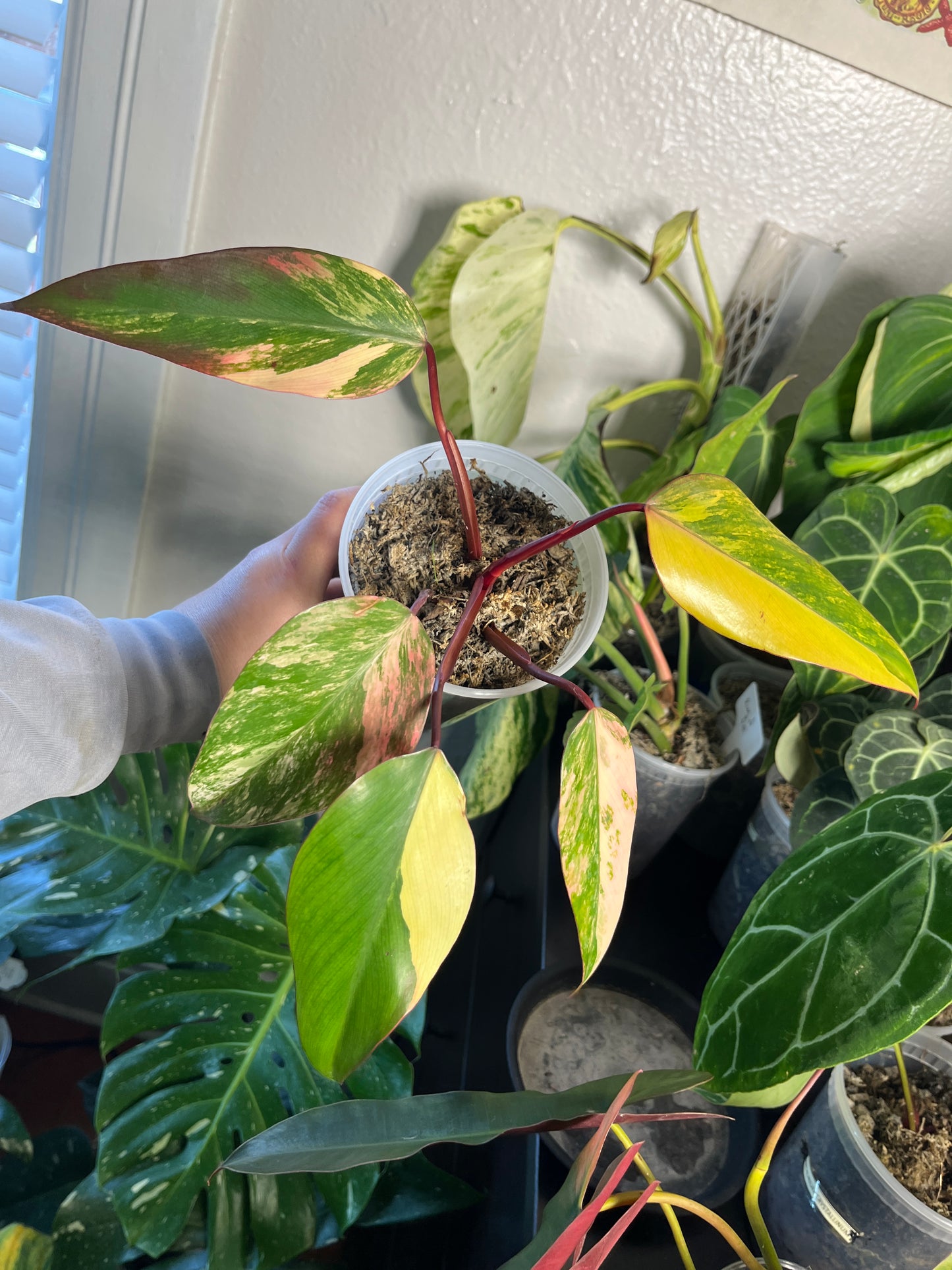 Philodendron Strawberry Shake