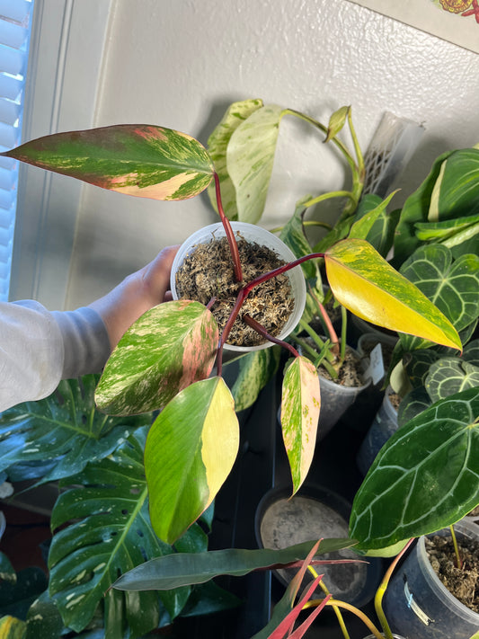 Philodendron Strawberry Shake