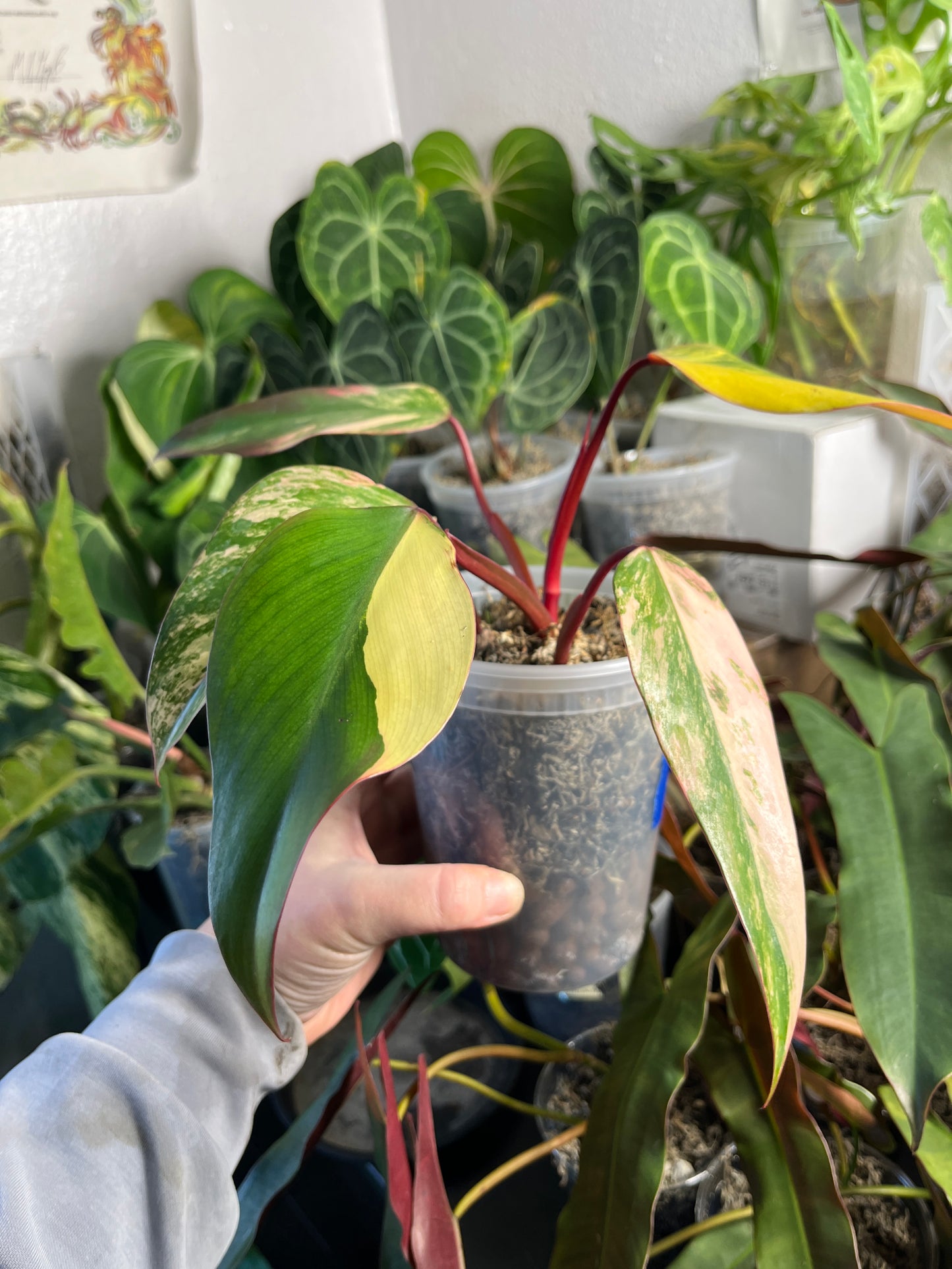 Philodendron Strawberry Shake