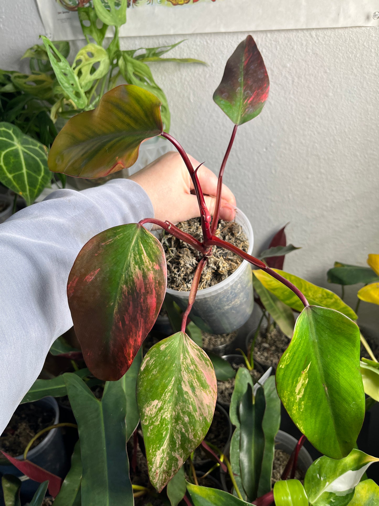 Philodendron Strawberry Shake