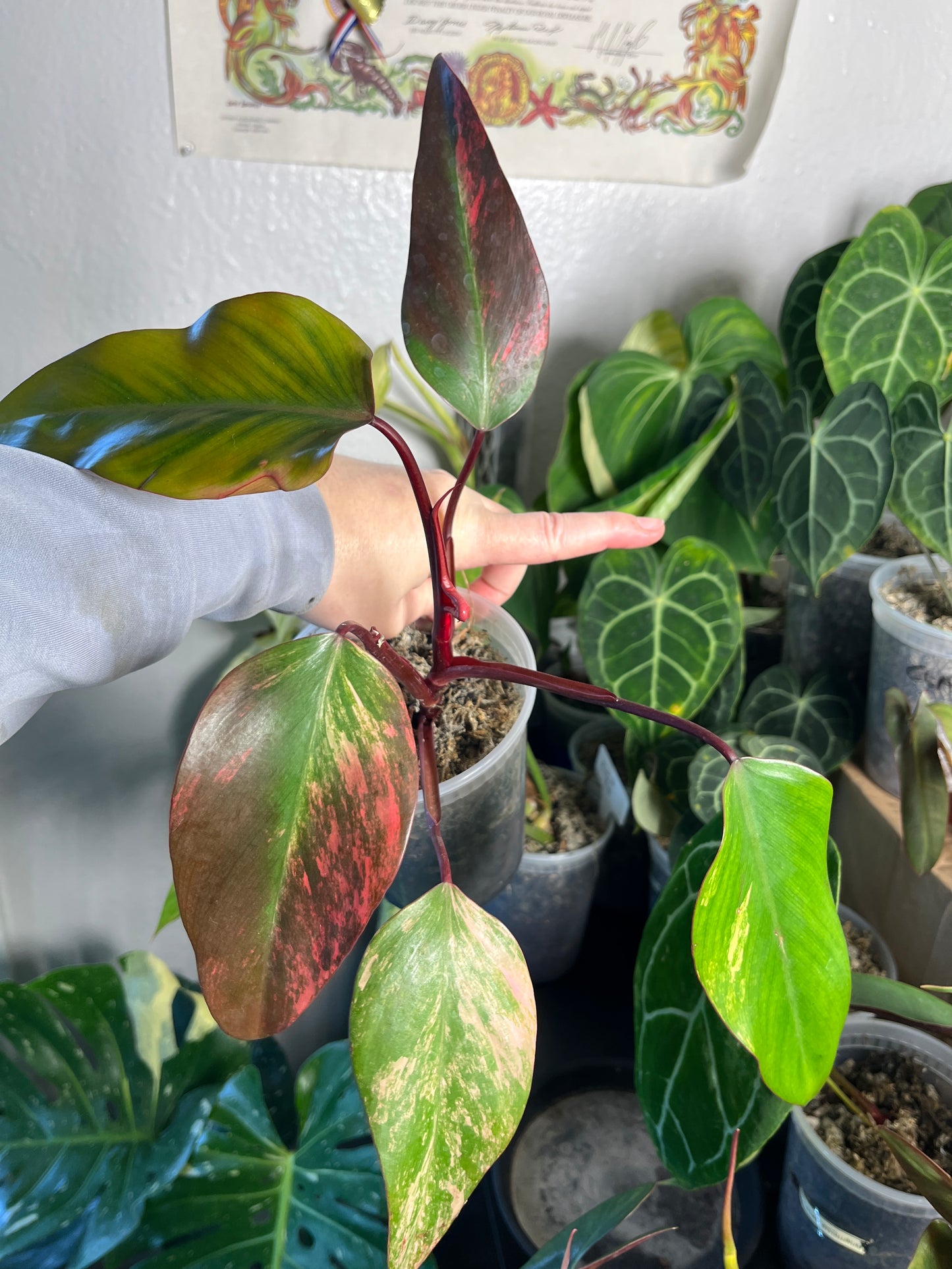 Philodendron Strawberry Shake