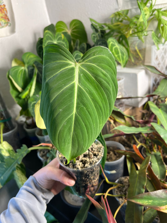 Philodendron Gloriosum