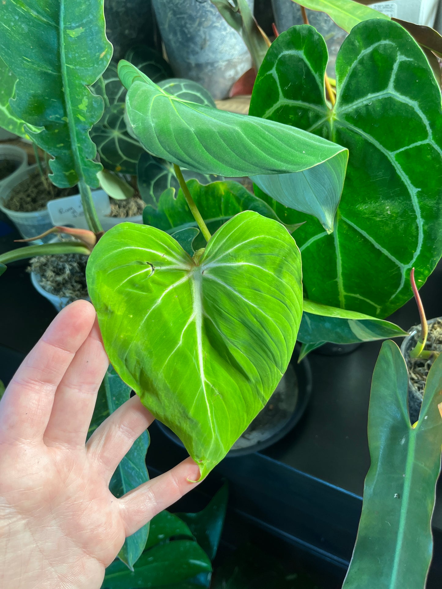 Philodendron Gloriosum