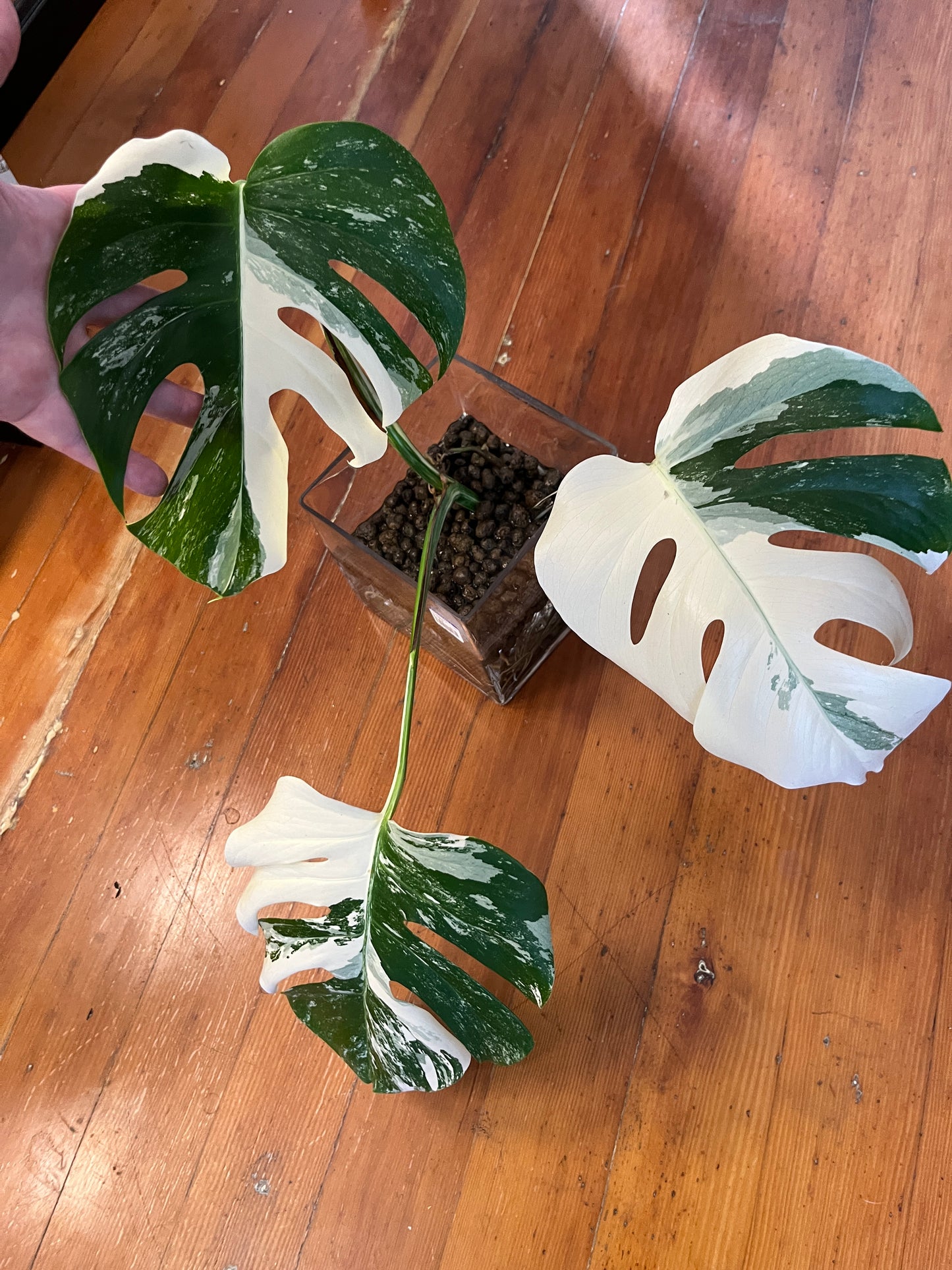 Monstera Albo