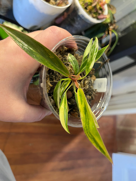 Philodendron Caramel Marble Small