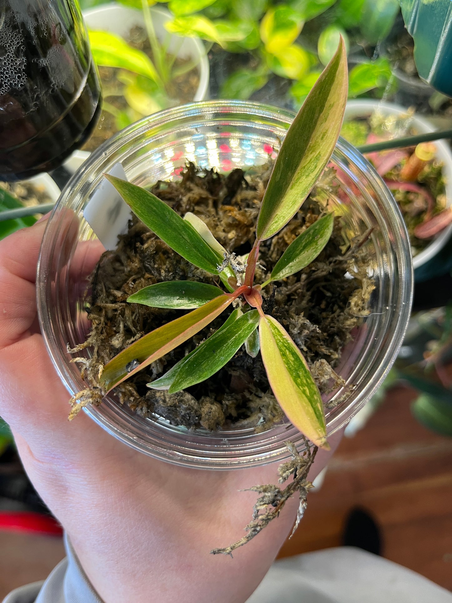 Philodendron Caramel Marble Small