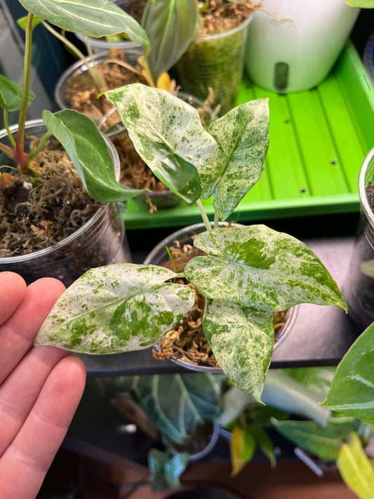 Alocasia Odora Batik Blizzard