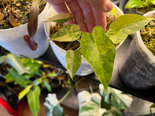 Alocasia Gageana Aurea Variegated