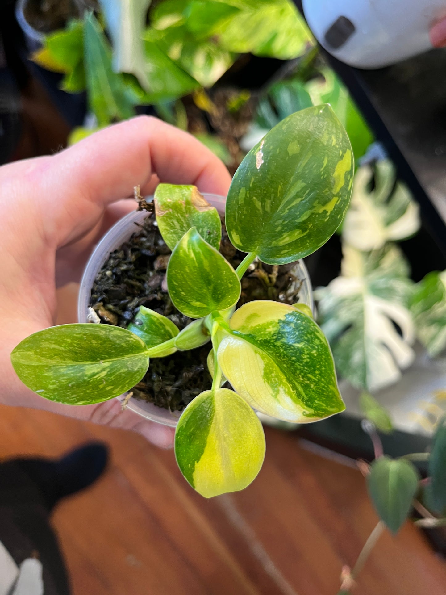 Philodendron Congo "Nuclear"