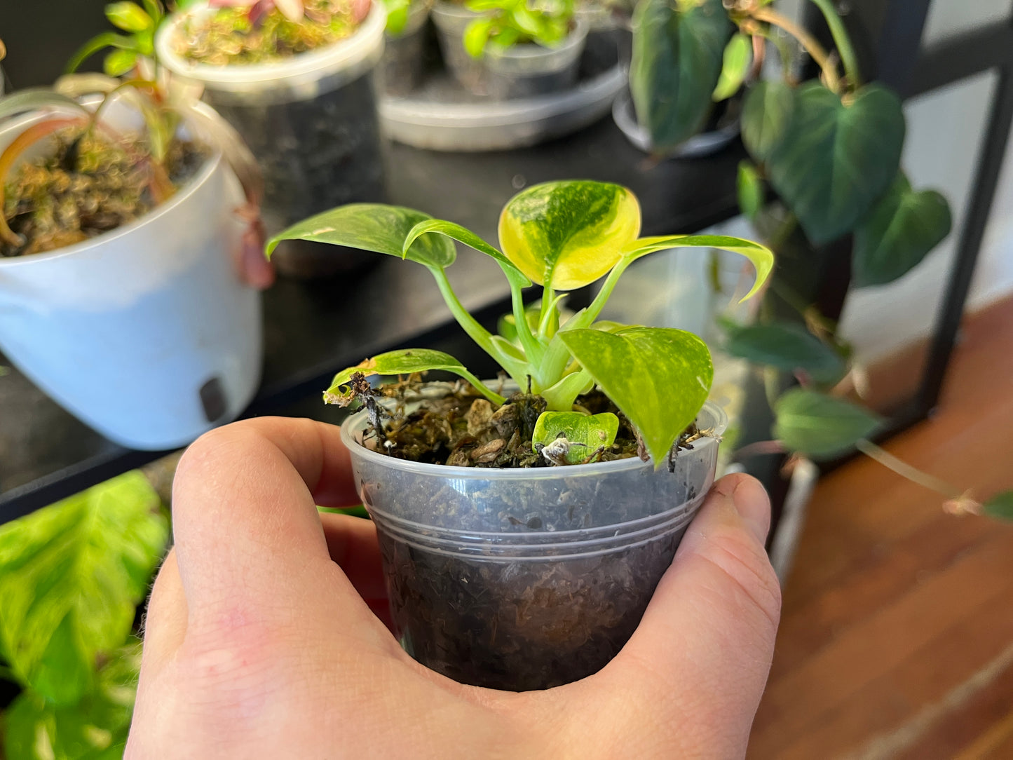 Philodendron Congo "Nuclear"